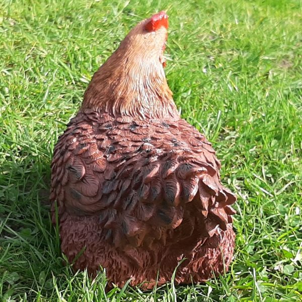 Levensecht Broedende Bruine Kip Beeld