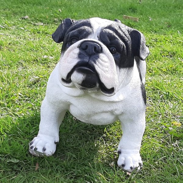 Levensecht Engelse Bulldog Beeld (41 cm)