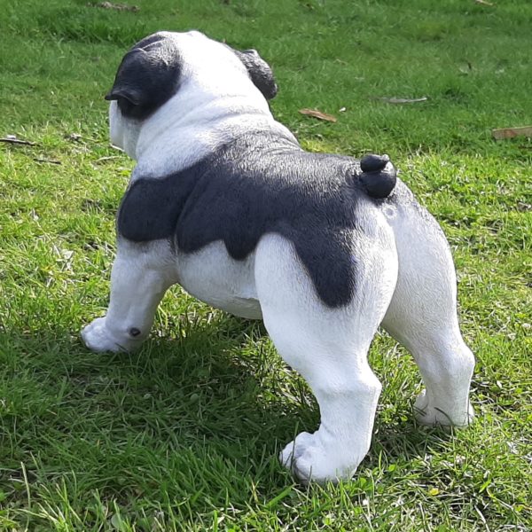 Levensecht Engelse Bulldog Beeld (41 cm)