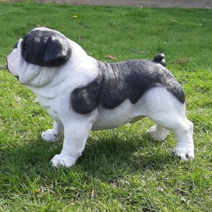 Levensecht Engelse Bulldog Beeld (41 cm)