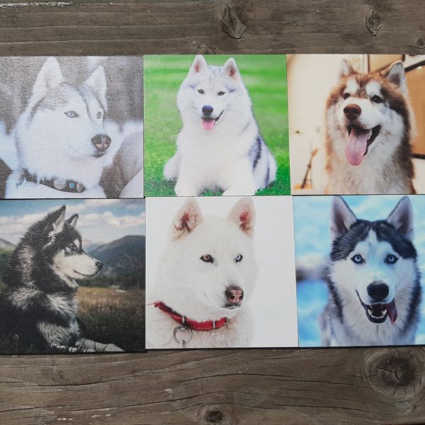 unieke set van 6 verschillende husky onderzetters